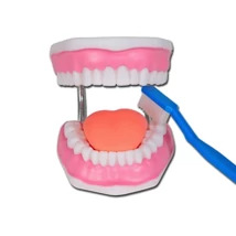 Száj higiénia oktató modell - 3X