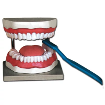 Száj higiénia oktató modell 3X 12x16x22 cm - súly: 1 kg