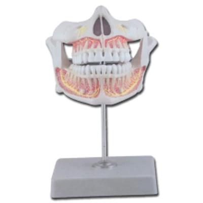 Végleges fogak oktató modell - felső és alsó állkapocs