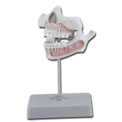 Tejfogak oktató modell - felső és alsó állkapocs - 5 éves gyerek