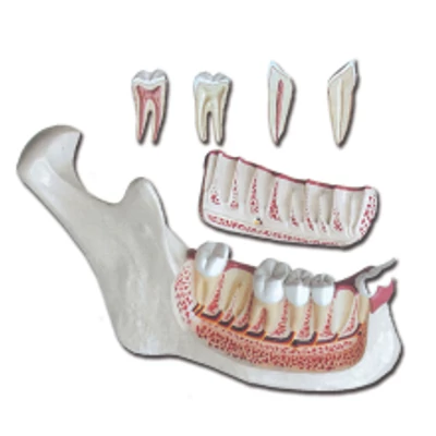 Alsó állkapocs, fogakkal oktató modell - 6 részes - 3X